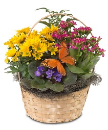 Spring Blooming Plants  Dish Garden