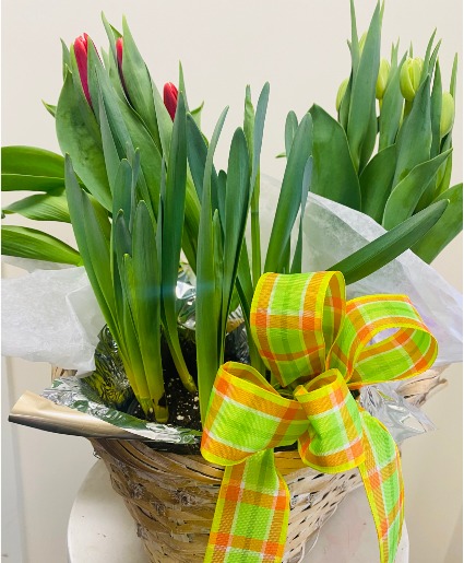 Spring Bulb Basket 
