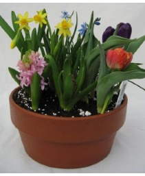  Spring Bulb Dish Garden  bulb garden