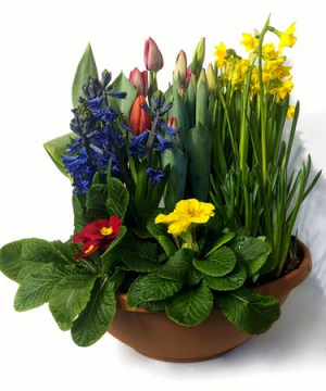 Spring Bulb Garden 