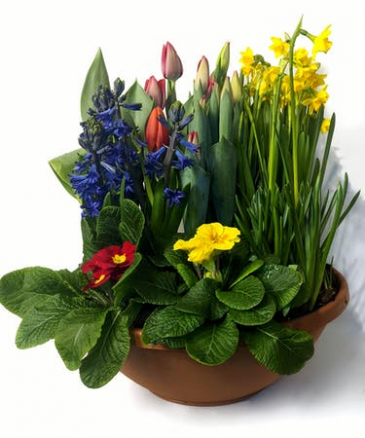 Spring Bulb Garden  in Kirtland, OH | Kirtland Flower Barn