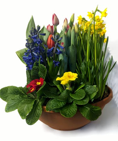 Spring Bulb Garden 