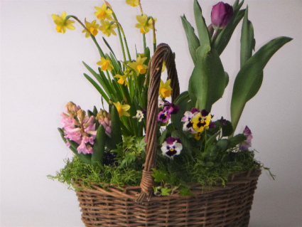 Spring Bulb Garden plant basket