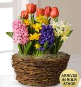 Spring Bulb Garden Plant Basket