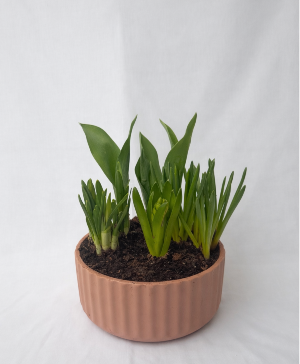 Spring Bulb Garden Planter 