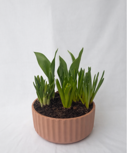 Spring Bulb Garden Planter 