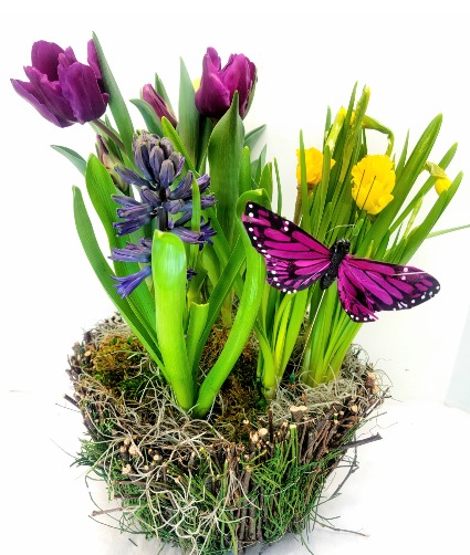 Spring Bulb Garden  Plants