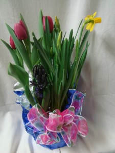 SPRING BULB GARDENS!!     (P)   PLANT OUTSIDE AND THEY WILL COME UP EVERY YEAR!