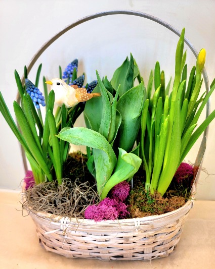 Spring Bulb Trio 