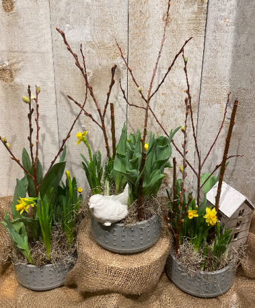 Spring bulbs planter  in decorative container 