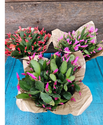 Spring Cactus  Plant