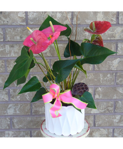 SPRING COLOURED ANTHURIUM Indoor Blooming Plant