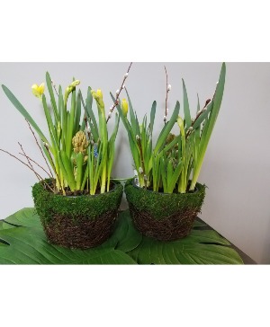 Spring Forth  Bulb Garden