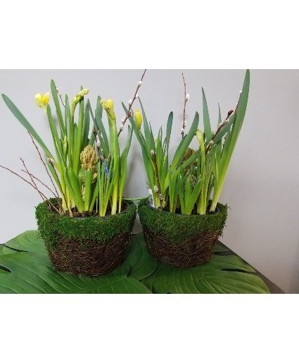 Spring Forth  Bulb Garden