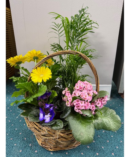 Spring garden basket Blooming Plant