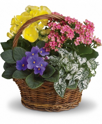 Spring has Sprung 