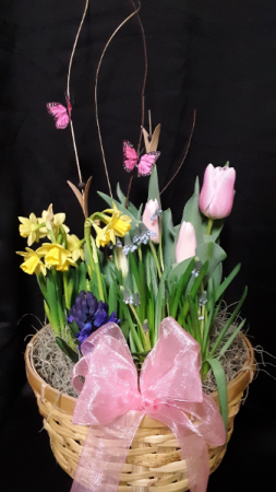Spring has Sprung bulb garden