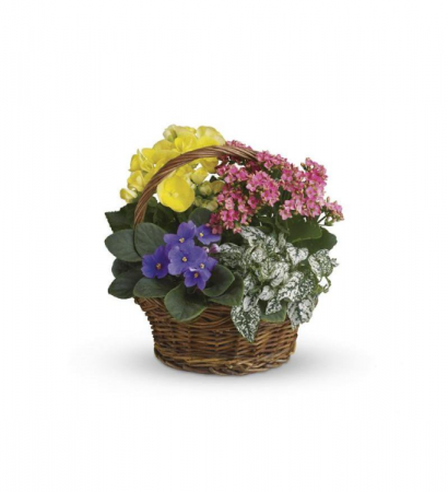 Spring Has Sprung Flowering Indoor Plants