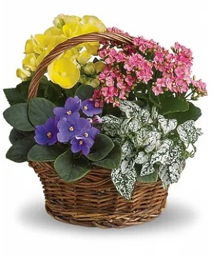 Spring Has Sprung Mixed Basket 