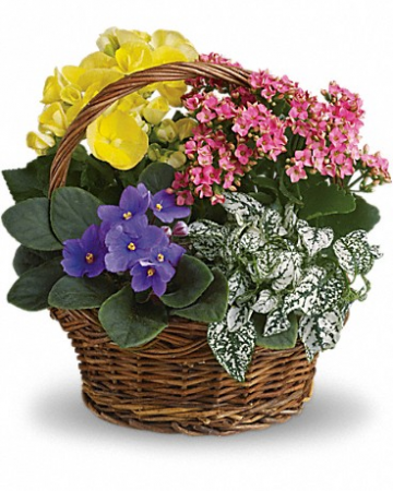 Spring Has Sprung Mixed Basket Basket