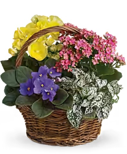 Spring Has Sprung Plant