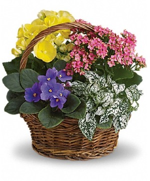 Spring has Sprung Plant Basket Plant Basket