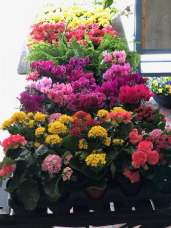 Spring Just Arrived!! Assorted Blooming Basket