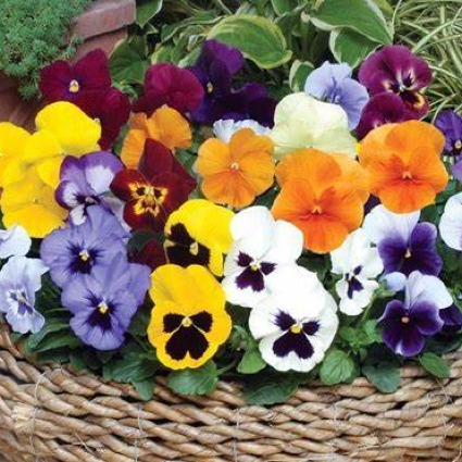 MULTI COLORED PANSIES 10" BOWL