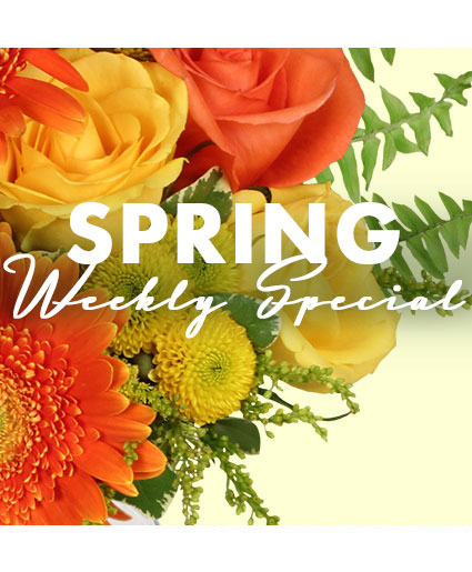 Spring Special Designer's Choice