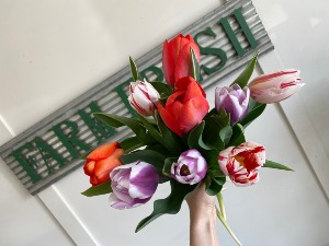Spring Tulip Mix  Assorted Tulips 