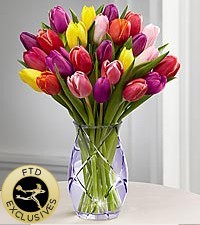 spring tulip Spring Flowers