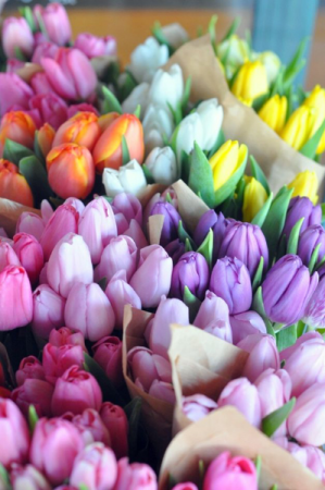 Spring Tulips ✨  in Osoyoos, BC | POLKA DOT DOOR