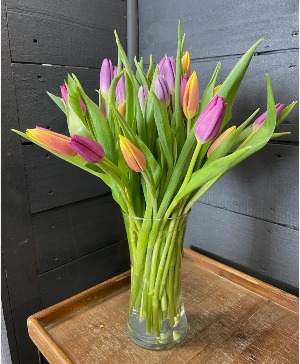 Spring Tulips 