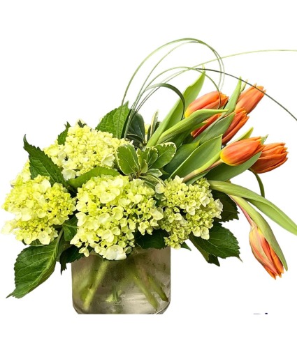 Simply Spring Choose your tulip color