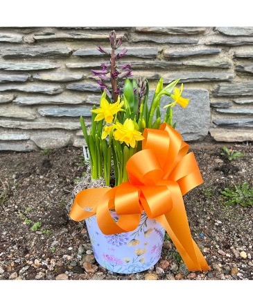 Assorted Spring Bulbs Plant Garden in Mattapoisett, MA | Blossoms Flower Shop