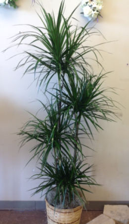 Staggered Marginata Dracaena  (Dragon Tree) Green plant