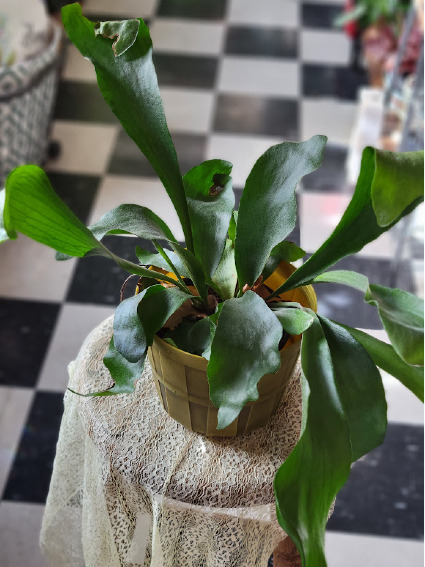 Staghorn Fern Green Plant