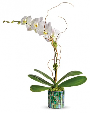 Stained Glass Orchid  in Kirtland, OH | Kirtland Flower Barn