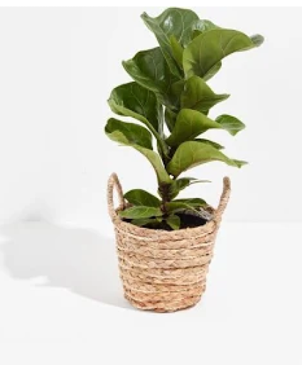 standard fiddle leaf fig House Plant