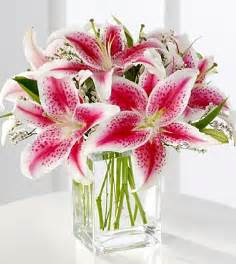 Star Gazers Fresh Flowers