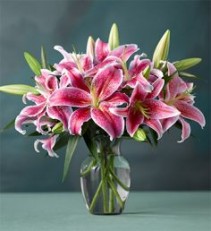 Star Lilies Eye-catching 'Mero Star' 