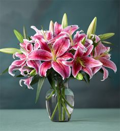 Star Lilies Eye-catching 'Mero Star' 