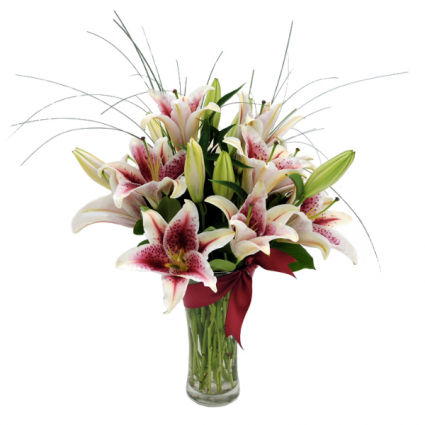 Stargazer Extravaganza Designers Choice