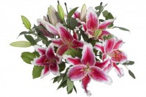 Pink Lilies Wrapped Bouquet