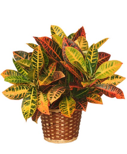 Stately Croton PLANT