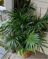 Stately Kentia Palm Living Plant