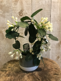 Stephanotis Jasmine *for a limited time only*