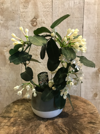 Stephanotis Jasmine *for a limited time only*
