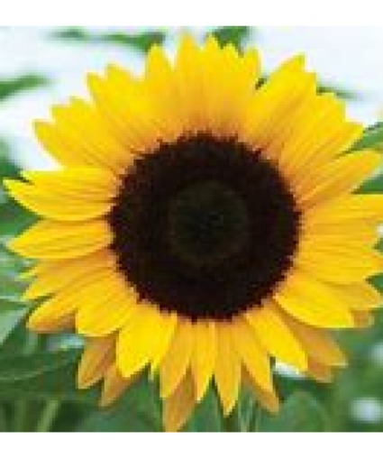 Sun Flowers 