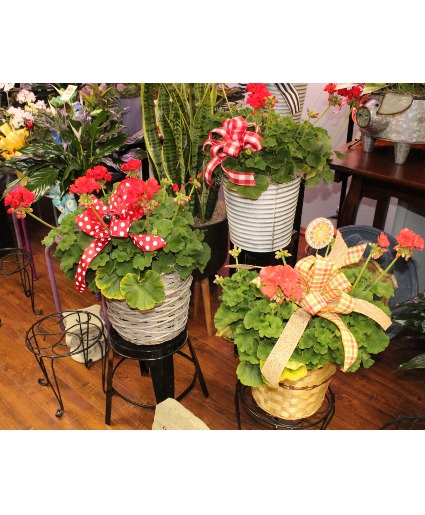 Stock Geraniums Mother's Day